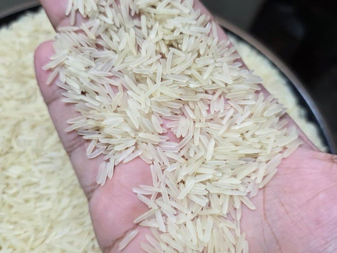 Basmati 1509 sella: Parboiled Basmati